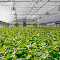 application of robotics in agriculture